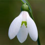 giant snowdrop
