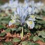 iris