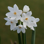 paperwhite daffodil