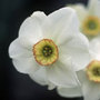 poeticus daffodil