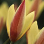 Species Tulip