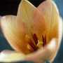 Greigii Tulip