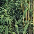 arrow bamboo