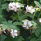 rock cranesbill
