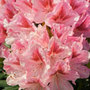 hybrid rhododendron