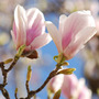 magnolia