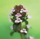 thyme