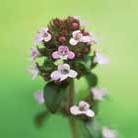 thyme