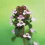 thyme