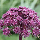 wild angelica