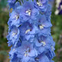 delphinium