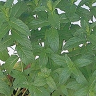 Mint Seeds