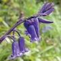 English Bluebells