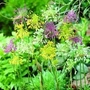 Allium Fireworks Mix