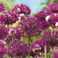 Allium Aflatunense Purple Sensation