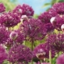 Allium Aflatunense Purple Sensation