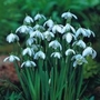 Double Snowdrops (Nivalis Plenus)