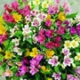 Alstroemeria Mixed