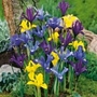 Dwarf Mixed Iris