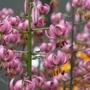 Lily Martagon (Turks Cap)