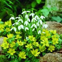 Snowdrops and winter Aconites Mix