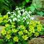 Snowdrops and winter Aconites Mix