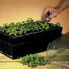 Rootrainers Pack of Standard Rootrainers