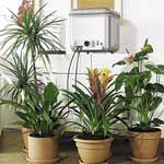 Oasis Indoor Self-Watering System
