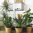 Oasis Indoor Self-Watering System