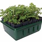 Compact Rootrainers