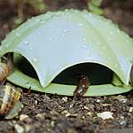 Umbrella Slug Trap Units: Pack of 3 - Slug and Snail Deterrents