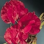 Sweet Pea Winston Churchill Seeds