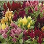 Celosia