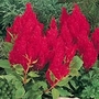 Celosia Fresh Look Seeds - Red