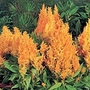 Celosia Fresh Look Seeds - Yellow