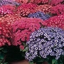 Cineraria Court Jester Mixed F1 Seeds