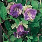 Cobaea Scandens Seeds