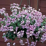 Geranium Ivy-Leaf (Peltatum) Summertime Lilac Seeds 6 seeds