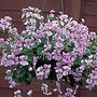 Geranium Ivy-Leaf (Peltatum) Summertime Lilac Seeds