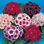 Gloxinia