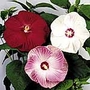 Hibiscus Carolina Mix Seeds 10 seeds