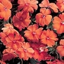 Impatiens Tango F1 Seeds 10 Seeds
