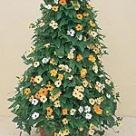 Thunbergia Alata Susie Seeds