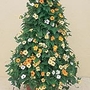 Thunbergia Alata Susie Seeds