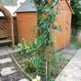 Non_flowering_honeysuckle_