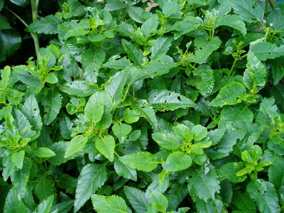 Garden_2010_140