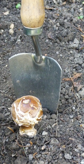Small_toadstool