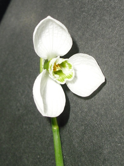 Cimcropped_photog1452