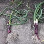 Onion_bad