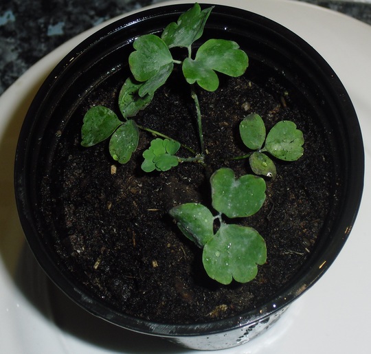 Cimg4973aquilegia_seedlings